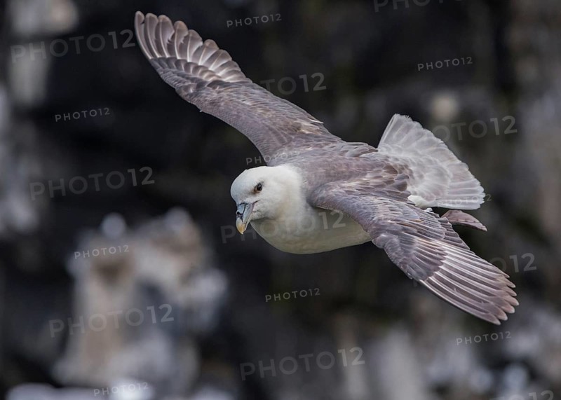 Northern Fulmar (Fulmarus glacialis) flying, Scotland, United Kingdom