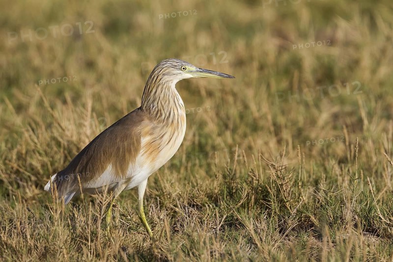 Squacco Heron (Ardeola ralloides), Oman