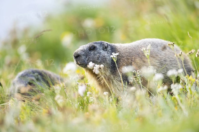 Alpine marmot (Marmota marmota) in autumn, Grossglockner, High Tauern National Park, Austria