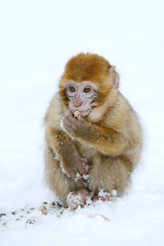 Barbary macaque or magot (Macaca sylvanus), young animal sitting in the snow and eating, winter, Azrou, Morocco