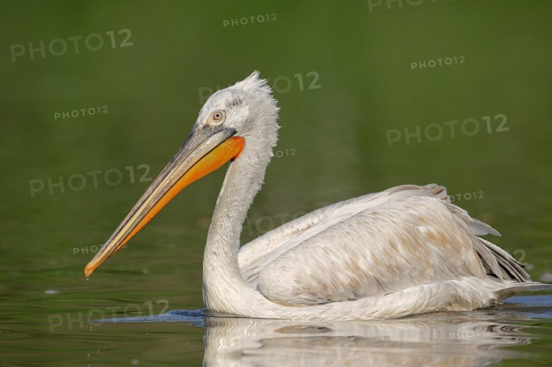 Dalmatian Pelican (Pelecanus crispus), swimming, Lake Kerkini, Central Macedonia, Greece