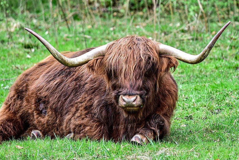 Highland cattle lying on a pasture, Bavaria, Germany