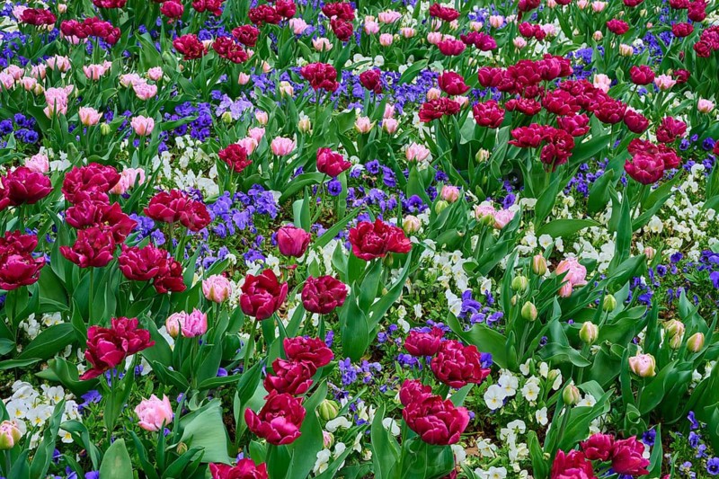 Variety of red, pink tulips and purple flowers in a lively garden bed, spa garden, Kurstadt Bad Orb, Spessart nature park Park, Main Kinzig Kreis, Hesse, Germany