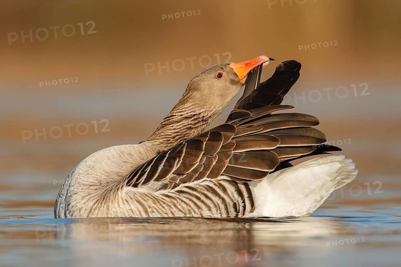 Greylag Goose (Anser anser), Utrecht, Netherlands