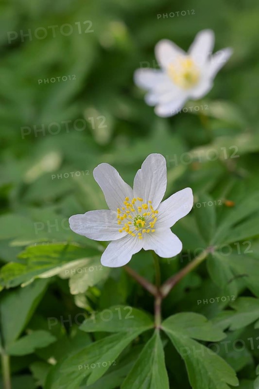 Wood anemone (Anemone nemorosa), flower, close-up, early bloomer, spring, Wilnsdorf, North Rhine-Westphalia, Germany