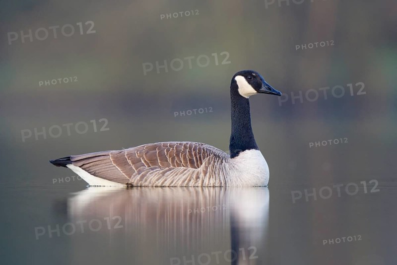 Canada Goose (Branta canadensis), North Rhine-Westphalia, Germany