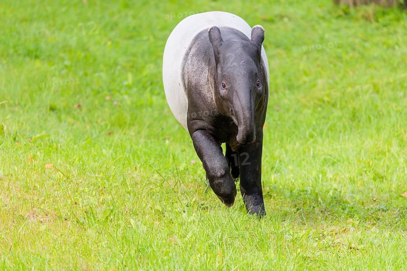 A Malayan tapir (Acrocodia indica) runs across a green meadow. Sumatra in Indonesia, Peninsular Malaysia, Myanmar, and Thailand