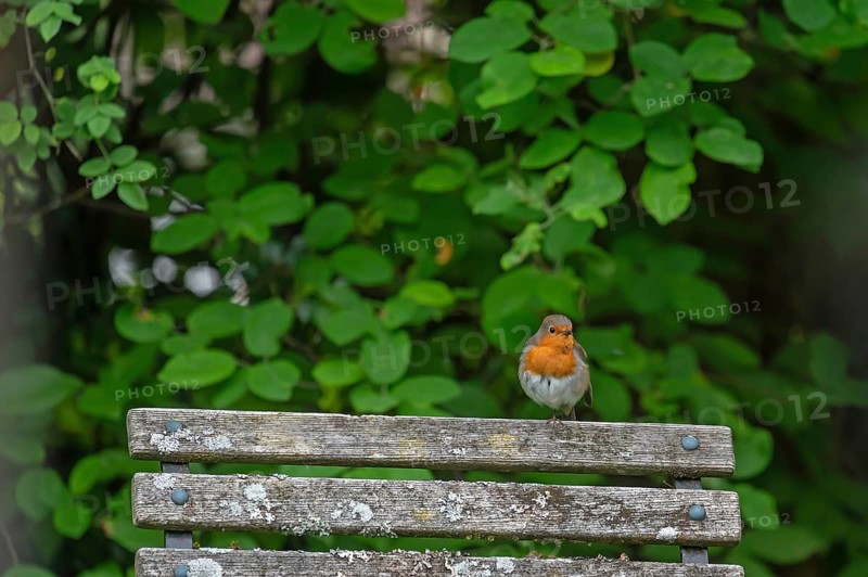 Robin (Erithacus rubecula) sitting on a garden chair, Frabken, Bavaria, Germany