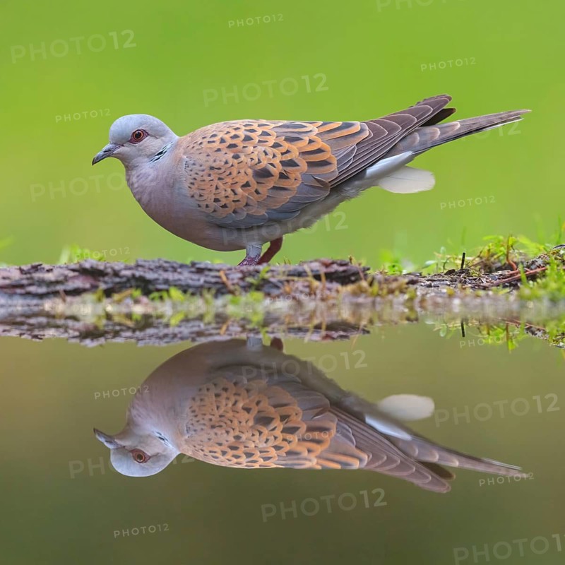 Turtle Dove, (Streptopelia turtur), Animals, Birds, Pigeons, Lesbos Island, Greece, Tiszaalpár - Kiskunsági Nation, Bács-Kiskun