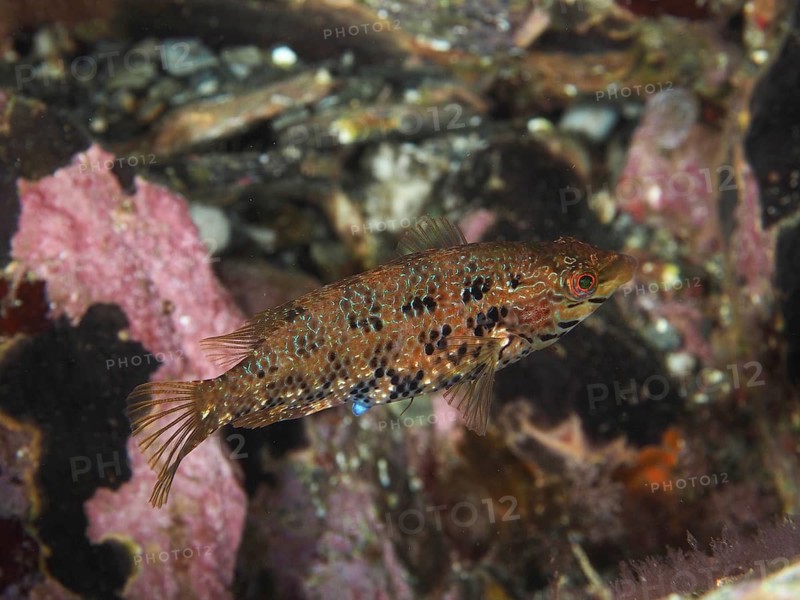 A camouflaged small fish, Five-spotted wrasse (Symphodus roissali), swimming amidst reef structures, dive site Giens Peninsula, Mediterranean Sea, Porquerolles, Provence, Côte d'Azur, France