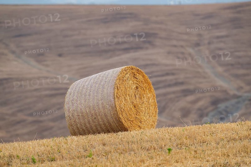 Straw bales on a harvested grain field in a typical Tuscan landscape in Crete Senesi in summer, Tuscany, Italy