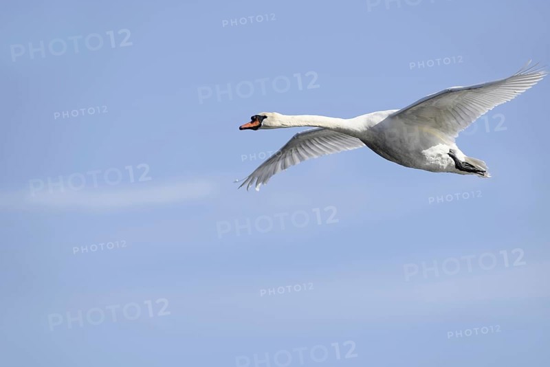 Mute swan (Cygnus olor), in flight, North Rhine-Westphalia, Germany