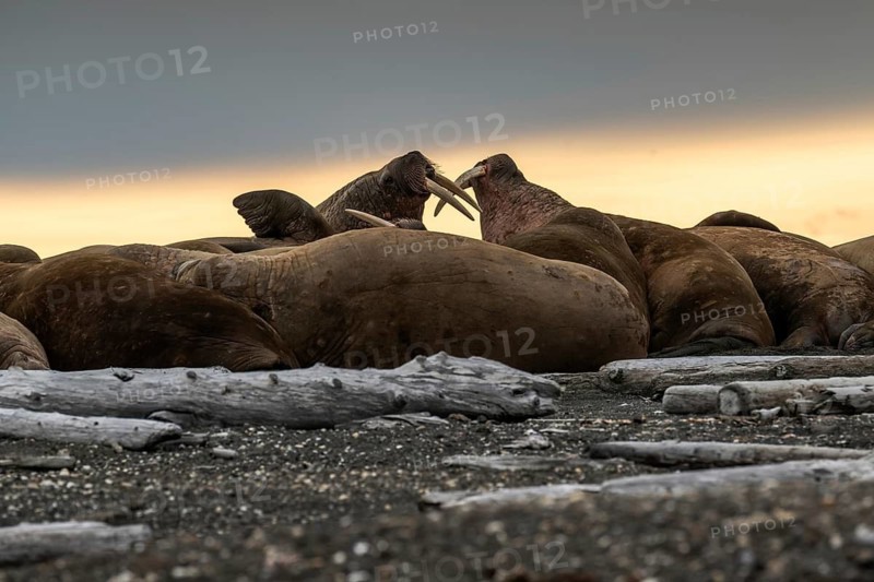 Walrus (Odobenus rosmarus), walrus, Kiepertøya, Svalbard and Jan Mayen archipelago, Norway