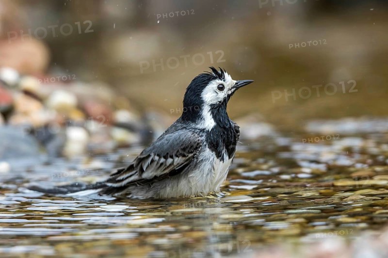 White Wagtail (Motacilla alba) bathing, Mecklenburg-Western Pomerania, Germany