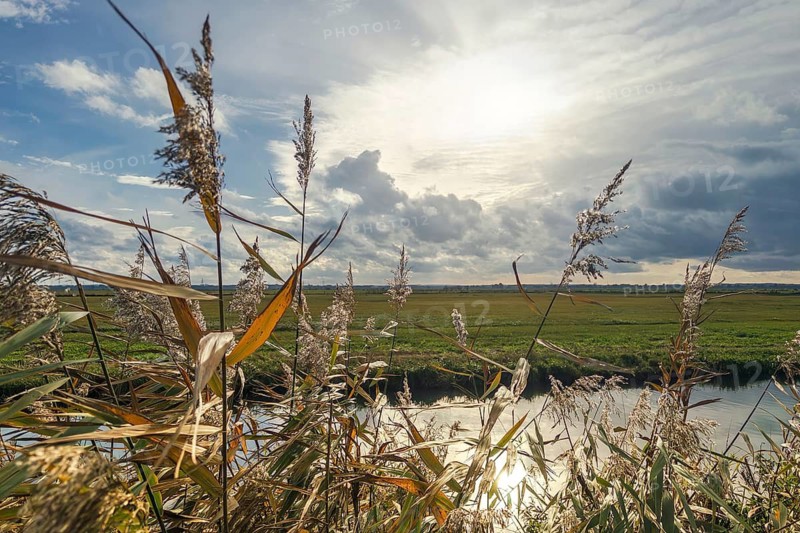 Moist meadows with reeds in the evening sun with the Hunte at Dümmer See, Lower Saxony