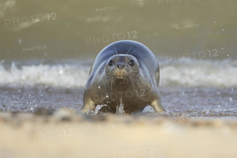 Grey seal (Halichoerus grypus) adult animal walking through the surf of the sea on a seaside beach, Norfolk, England, United Kingdom