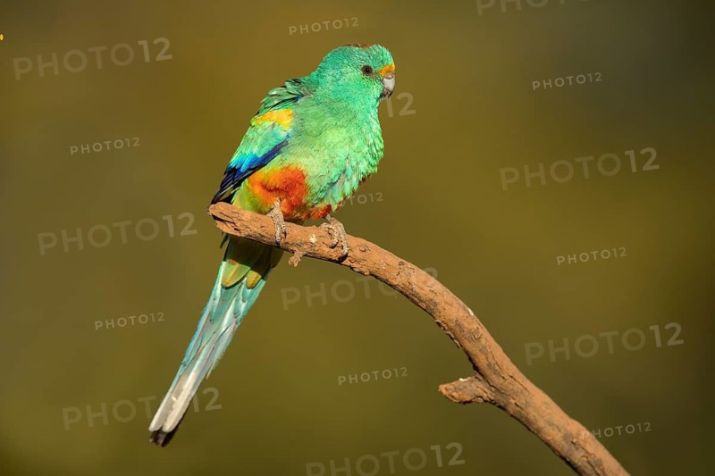 Mulga Parrot (Psephotellus varius) male perched on a branch, Queensland, Australia
