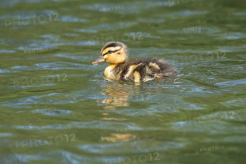 Mallard duck (Anas platyrhynchos) juvenile baby duckling bird on the water of a lake in summer, England, United Kingdom