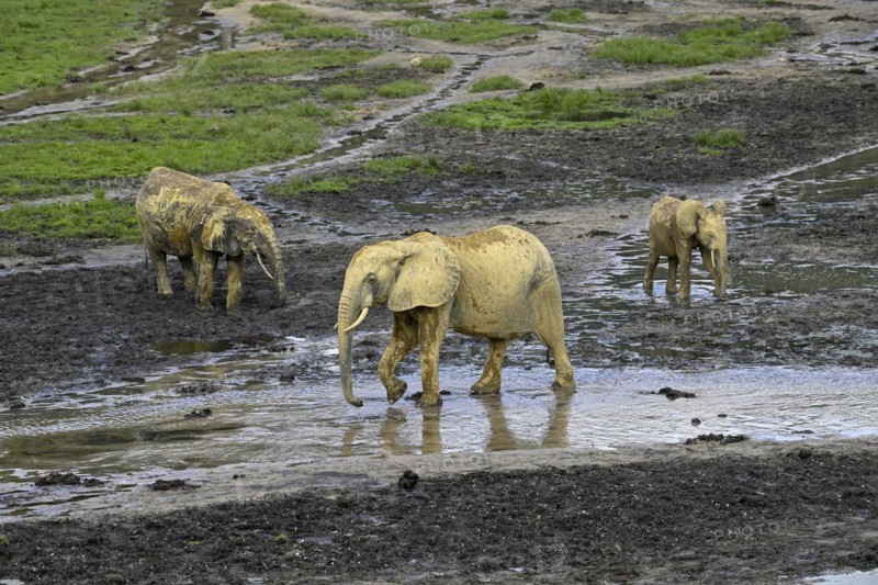 African forest elephants (Loxodonta cyclotis) in the Dzanga Bai forest clearing, Dzanga-Ndoki National Park, Unesco World Heritage Site, Dzanga-Sangha Complex of Protected Areas (DSPAC), Sangha-Mbaéré Prefecture, Central African Republic