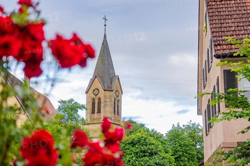 Church tower framed by red roses and blooming trees, a romantic village scene, Gechingen, Hecken and Gäu region, Landreis Calw, Germany