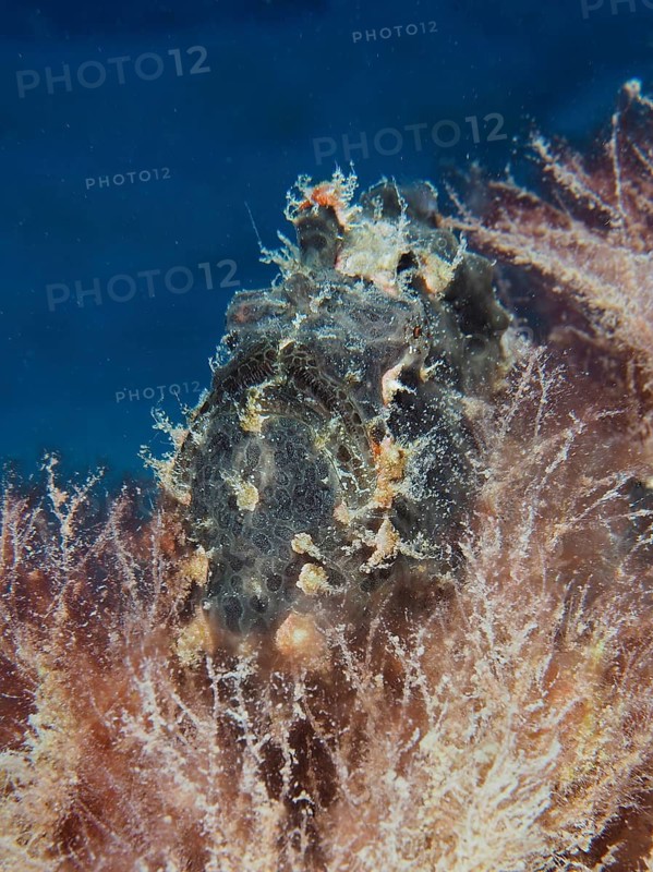 Giant frogfish (Antennarius commerson)
