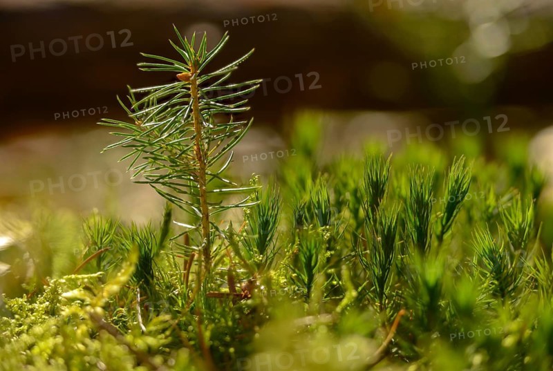 European spruce, pine family, Norway spruce, picea abies, pinaceae, tree, trees, spruce, flora, young growth, seedlings, natural rejuvenation, plants, plants, seedlings, tree