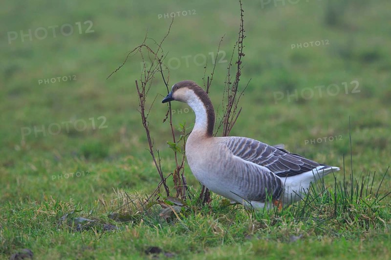 Swan Goose (Anser cygnoides), Netherlands