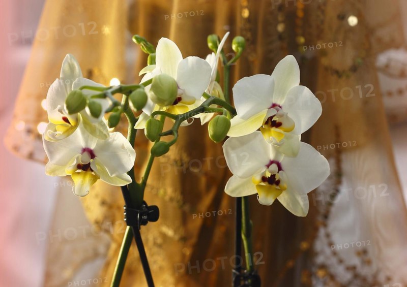 Butterfly orchid (Phalaenopsis), flowers