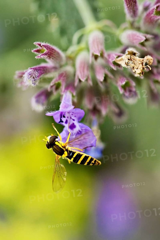 Common long-bellied hoverfly (Sphaerophoria scripta), on a catmint (Nepeta x faassenii) flower, Meienberg, Canton of Aargau, Switzerland