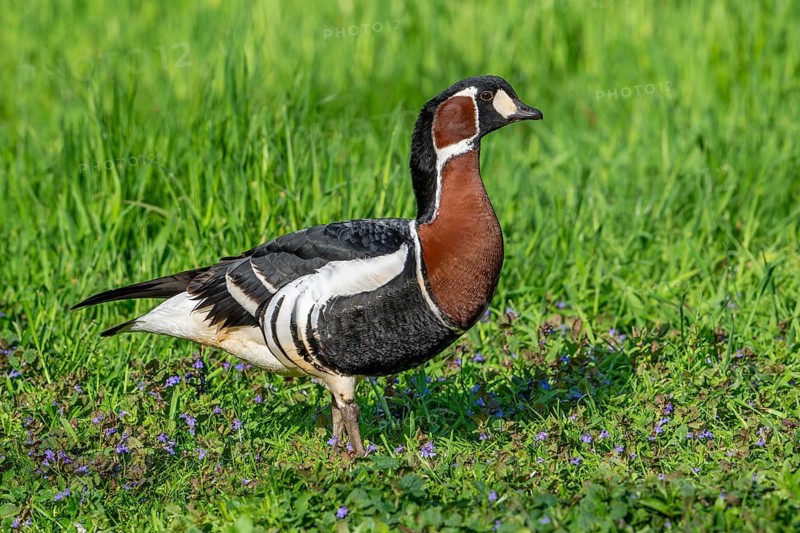 Red-breasted goose (Branta ruficollis, Rufibrenta ruficollis) foraging meadow, grassland