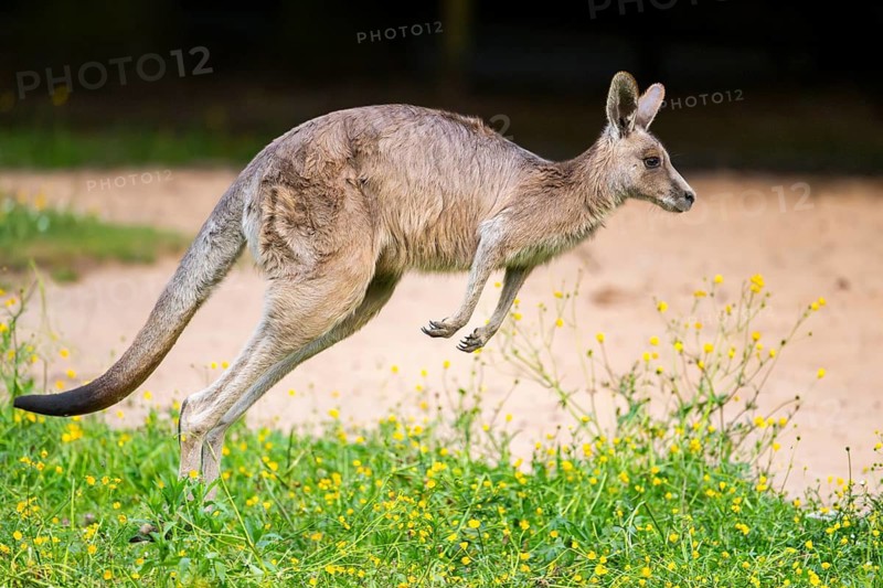 Eastern Gray Kangaroo (Macropus giganteus) running on a meadow, captive, Germany