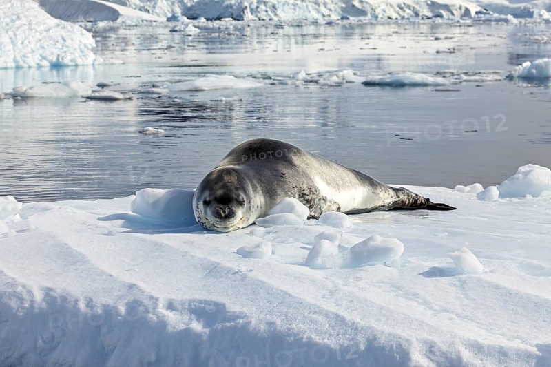 Seal lying relaxed on snow in a peaceful icy landscape, leopard seal (Hydrurga leptonyx) on an ice floe in the Antarctic