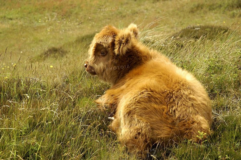 Galloway - Scottish Highland Cattle, Scotland, United Kingdom