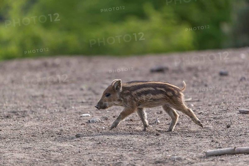 One young piglet wild boar or wild pig (Sus scrofa) running over an opening with a green forest in the background