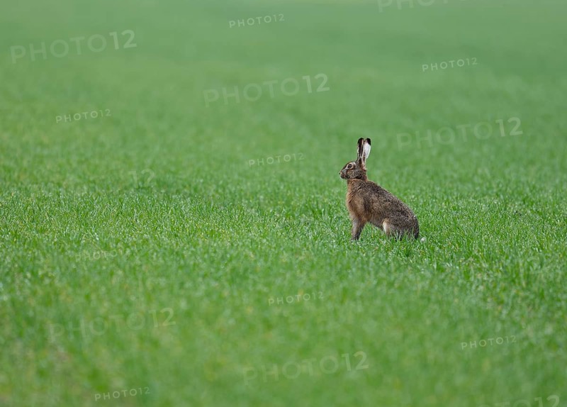 European hare (Lepus europaeus) sitting in a grain field, wildlife, Thuringia, Germany