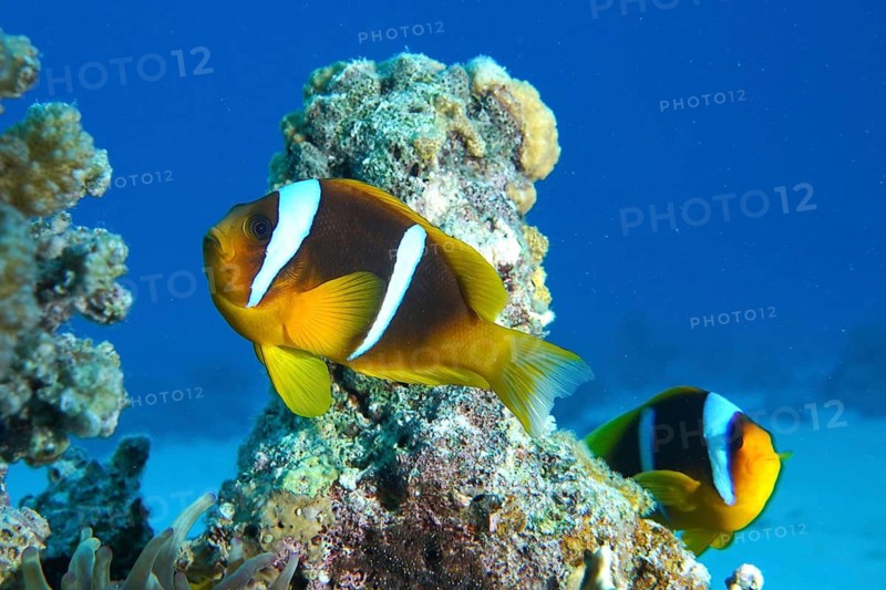 Red sea anemonefish (Amphiprion bicinctus)