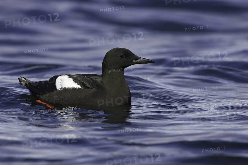 Black Guillemot (Cepphus grylle), Iceland