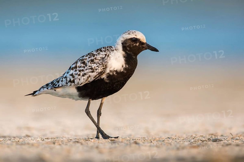 Grey Plover (Pluvialis squatarola), Poland