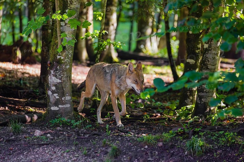 A female adult grey wolf (Canis lupus lupus) runs through a forest on a sunny day