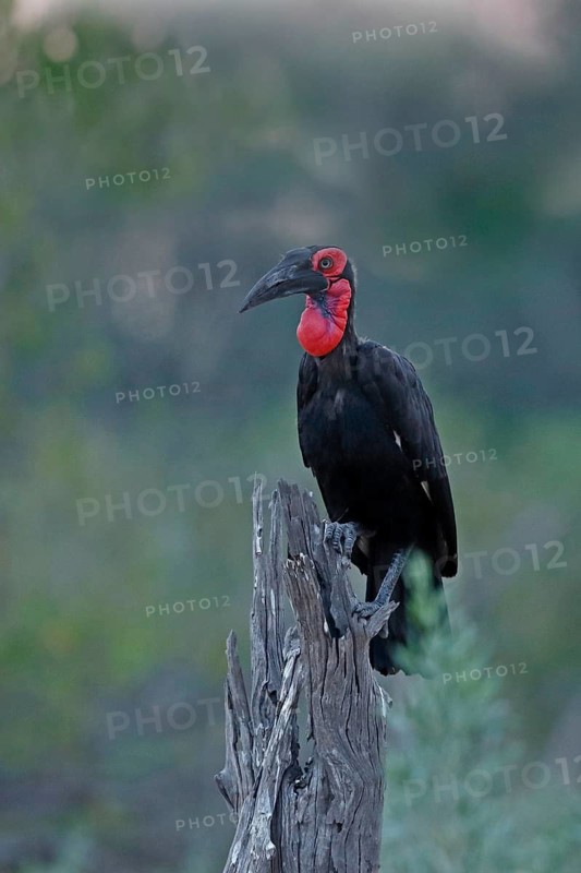 Southern Ground Hornbill, Bucorvus leadbeateri, Botswana, Chobe NP