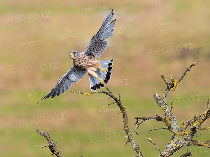 Common Kestrel (Falco tinnunculus), adult male bird in flight with spread out wings, taking off from a dead tree branch, North Hesse, Germany