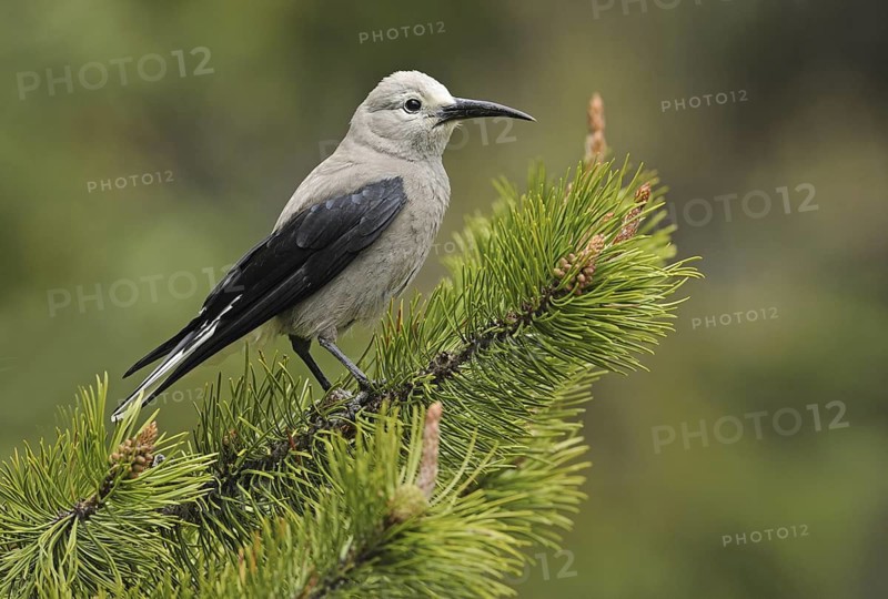 Clark's Nutcracker (Nucifraga columbiana), Alberta, Canada