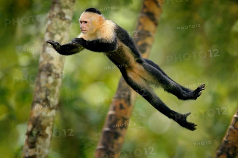 Monkey jump. Mammal in fly. Flying black monkey White-headed Capuchin, tropic forest. Animal in the nature habitat, humorous behaviour. Funny image from nature with monkey. Wildlife in Costa Rica