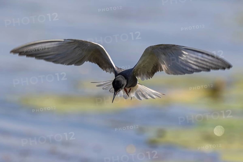 Black Tern (Chlidonias niger) flying, Netherlands