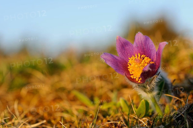 A single purple Pasque flower (Pulsatilla vulgaris) in the morning light on a blurred meadow, Upper Palatinate