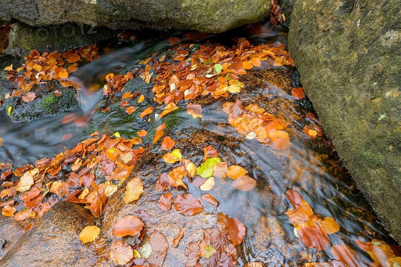 River Bode flows over smooth-cut rocks with autumn colors, autumn colors in the Bodetal nature reserve in the Harz National Park, Königskrug, Braunlage, Lower Saxony, Germany