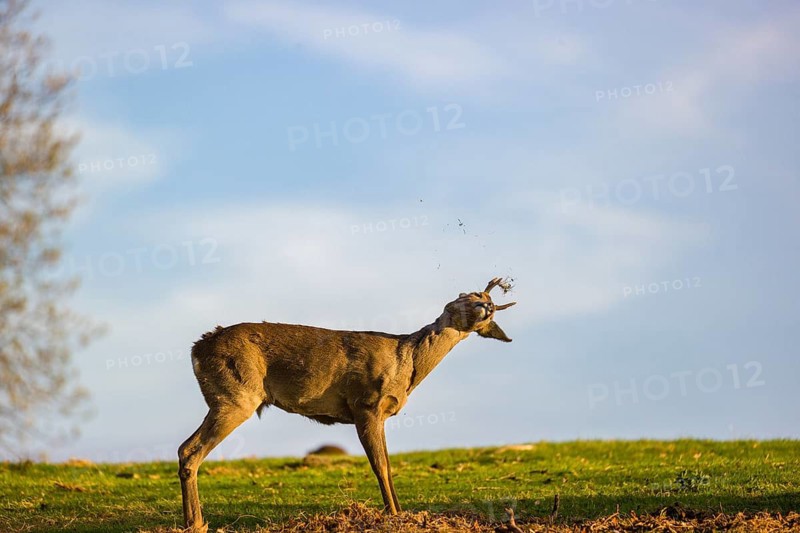 A roebuck (Capreolus capreolus) sweeps his antlers on the ground