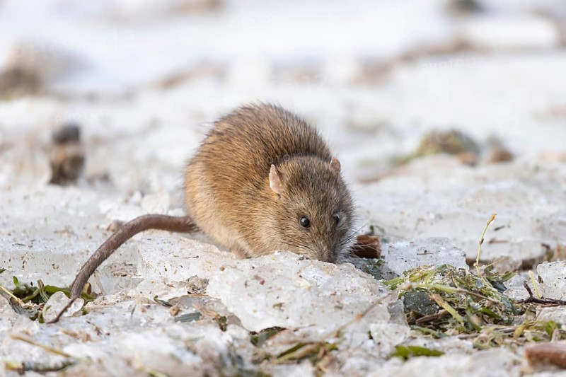 European brown rat (Rattus norvegicus) adult rodent animal feeding on the edge of a frozen lake in winter, England, United Kingdom