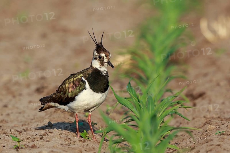 Northern Lapwing (Vanellus vanellus) female on a field, North Rhine-Westphalia, Germany