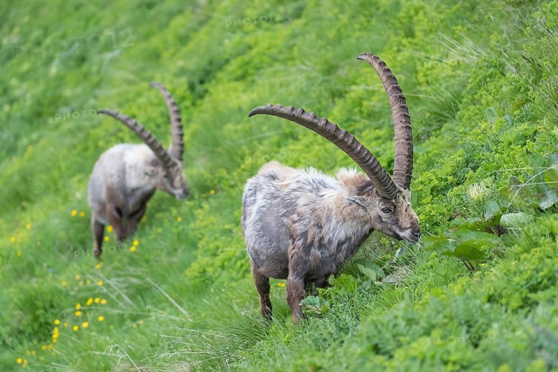 Two adult ibex (Capra ibex) grazing on a meadow on 2500 m sea level in the Hohe Tauern National Park